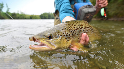 Sauerland Fly Shop. Das Angelgeschäft für Fliegenfischer im Sauerland.