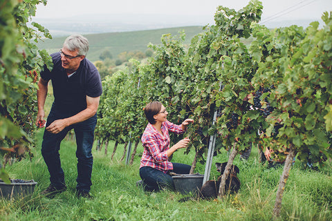 Weinberg des Weingut Hauck