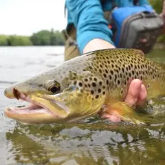 Fliegenfischen im Sauerland - WALDDESIGNERIN® 