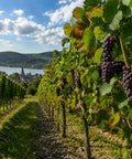 Corvers Kauter Rosé Rheingau 2025 - WALDDESIGNERIN® 