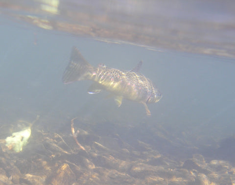 Unterwasseraufnahme einer Bachforelle in der Wenne in Wenholthausen im Sauerland - WALDDESIGNERIN® 