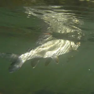 Fliegenfischerin in der Wenne in Wenholthausen im Sauerland - WALDDESIGNERIN® 