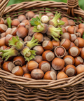 Ein Korb voller Haselnüsse