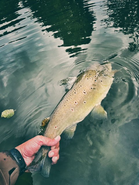 Knotenloses Fliegenvorfach verjüngt - FLUO ORANGE - 455 cm