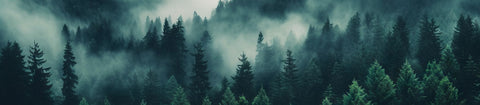 Die Wälder im Sauerland bei Eslohe und Umgebung