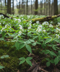 Sauerländer Waldziege - Spritziger Waldmeisterlikör - Wilder Waldmeister aus dem Sauerland
