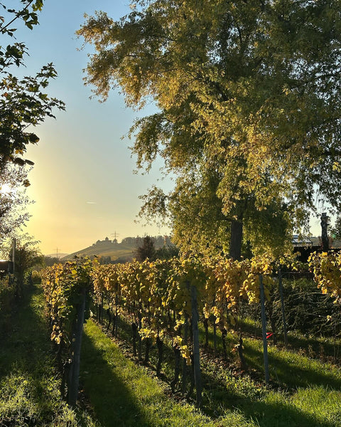Corvers Kauter Rosé Rheingau 2025 - WALDDESIGNERIN® 