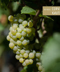 Corvers Kauter Baiken - Riesling 2024