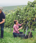 Portugieser lieblich - 2024 - Fruchtiger Rotwein aus Rheinhessen mit winterlichen Aromen - WALDDESIGNERIN® 